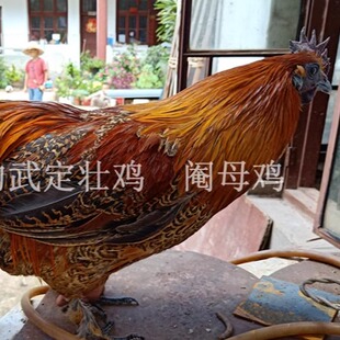 4斤新鲜阉鸡阉母鸡土鸡月子鸡孕妇农家散养土鸡武定壮鸡云南名鸡