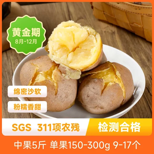 甘肃沙面土豆细腻软糯沙感突出入口即化新鲜产地直发包邮