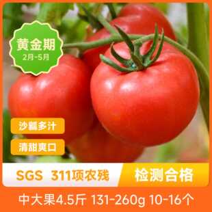 爱琴海番茄皮薄肉厚沙瓤多汁酸甜爽口番茄味浓新鲜应季西红柿包邮