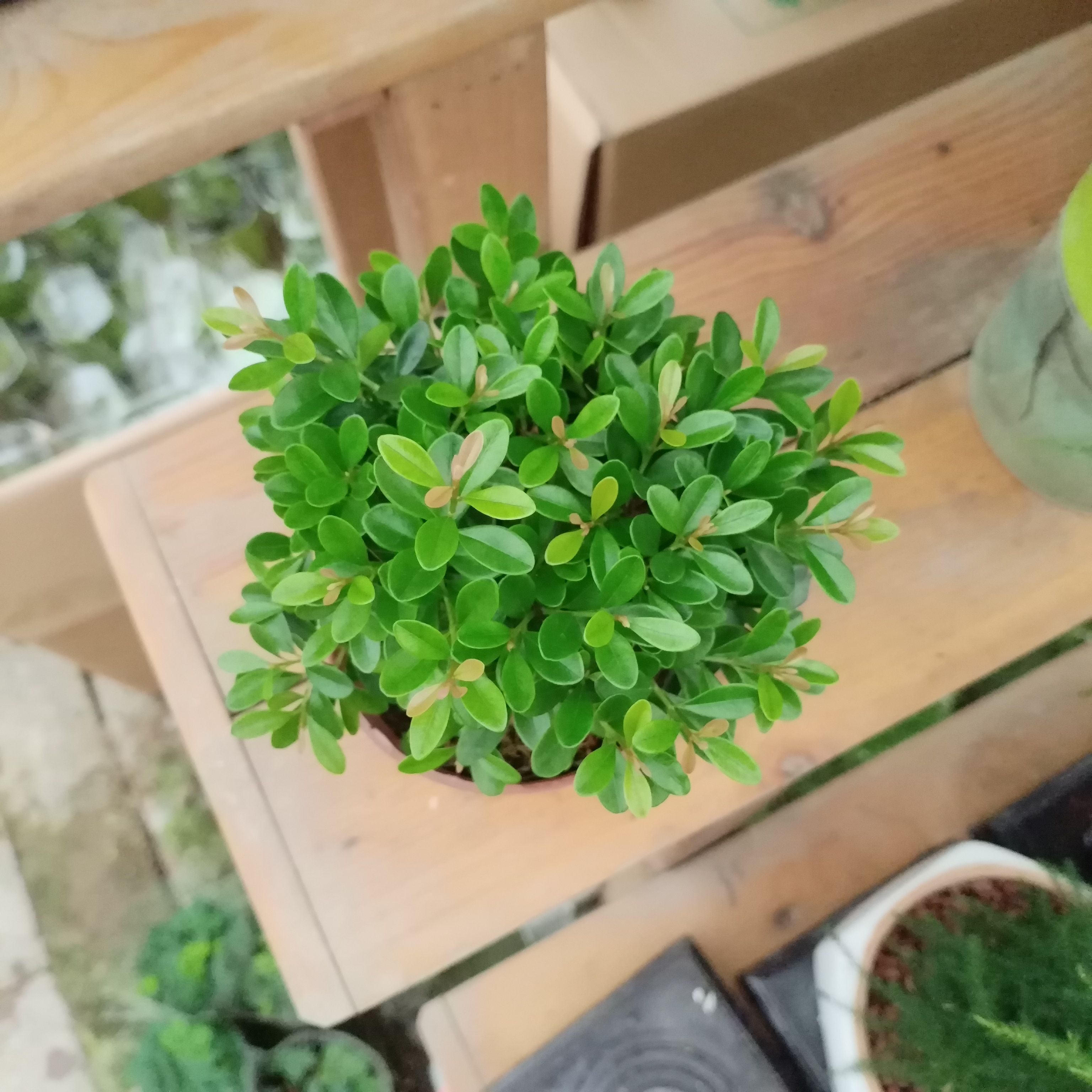 小叶赤楠盆景景观配草水陆缸吸水石假山植物好养室内阳台庭院绿植