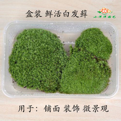 白发新款趣味非常容易藓 青苔鲜苔微景观苔藓鲜活 盒装 DIY材料