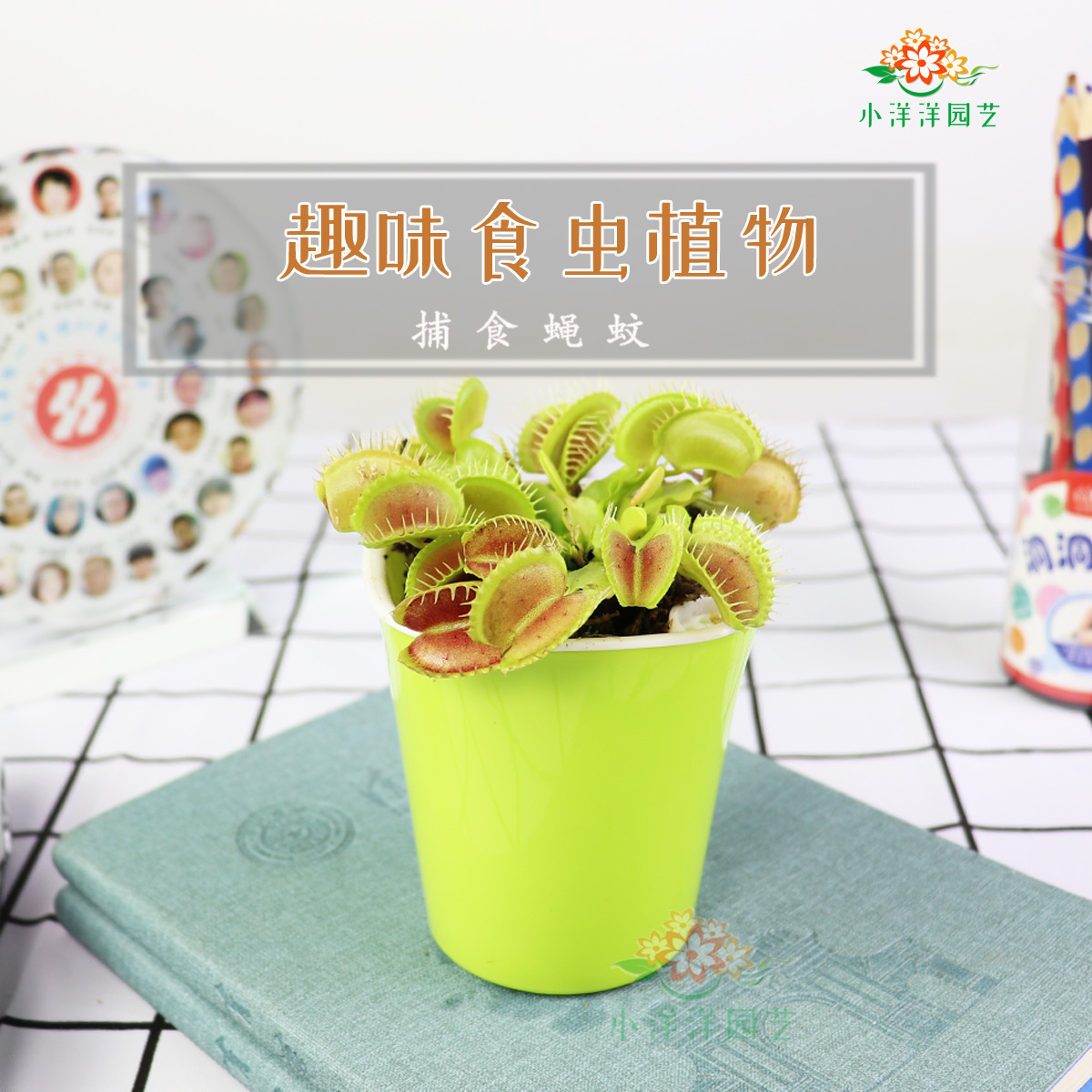 食虫草儿童科普趣味捕虫草互动植