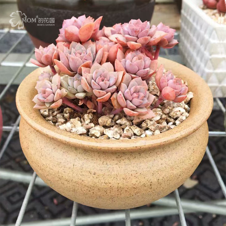 mom的花园多肉 紫卡 紫霞仙子老桩 多肉植物办公室桌面肉肉盆栽