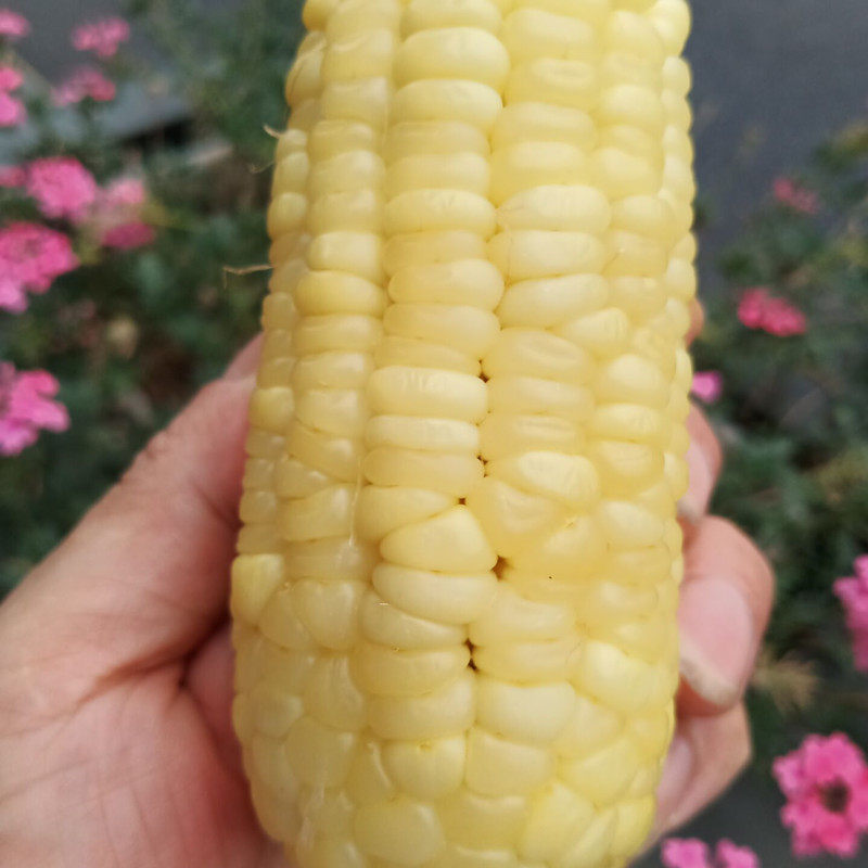 26年新鲜糯玉米5斤生甜糯玉米棒7-10根现摘现卖带皮粗粮苞谷粘粒