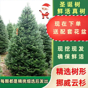 2.1 1.8 2.4米云杉诺贝松树北欧 圣诞树真树鲜活植物家用1.5 新款