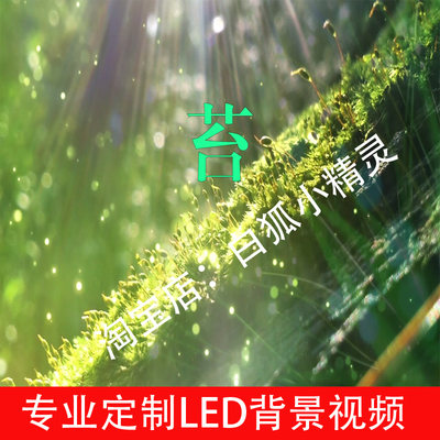 苔 伴奏降E调版背景视频 歌曲配乐版晚会LED大屏幕背景视频素材