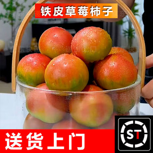 【送货上门】自然熟福建丹东草莓柿子新鲜铁皮西红柿水果小番茄