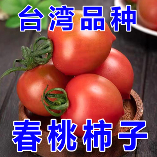 【自然熟】10台湾品种春桃西红柿 现摘碱地圣女果小番茄水果新鲜