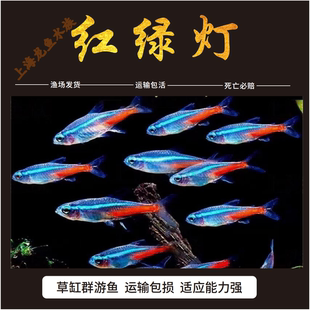 红绿灯钻石灯小型灯科鱼孔雀鱼热带观赏鱼淡水鱼活体鱼群游鱼 包邮