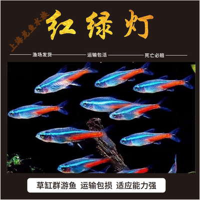 红绿灯小型灯科鱼淡水鱼群游鱼