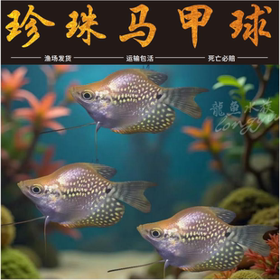 珍珠马甲球鱼热带观赏鱼蓝曼龙球五彩丽丽黄金马甲球活小型淡水鱼