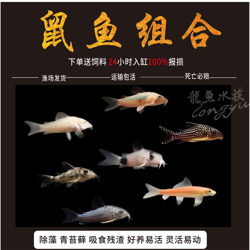 金苔鼠清洁鱼除藻清道夫