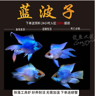 蓝波子金波子宝蓝球荷兰凤凰球阿凡达波子短鲷观赏鱼热带鱼灯科鱼