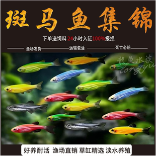 红蓝斑马鱼小型热带观赏鱼草缸灯科鱼冷水鱼翡翠蓝莓斑马 活体 包邮