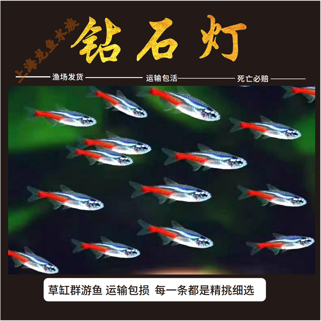 钻石灯鱼观赏鱼淡水群游小型热带