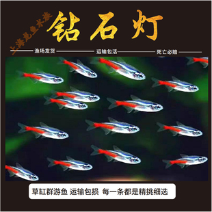钻石灯鱼红绿灯鱼宝莲灯鱼草缸群游鱼热带观赏鱼淡水鱼小型观赏鱼