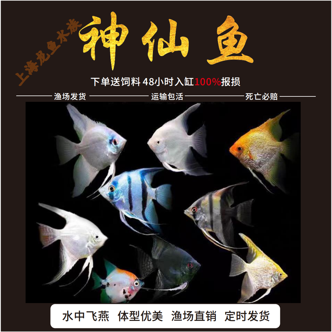 神仙鱼小型活体秘鲁熊猫热带鱼观赏鱼白神仙三色燕鱼七彩神仙鱼
