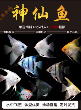 小型活体秘鲁熊猫七彩神仙鱼