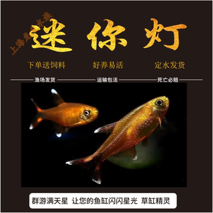 迷你灯鱼满天星鱼银尖观赏鱼淡水鱼中层灯科鱼小型鱼草缸群游活体