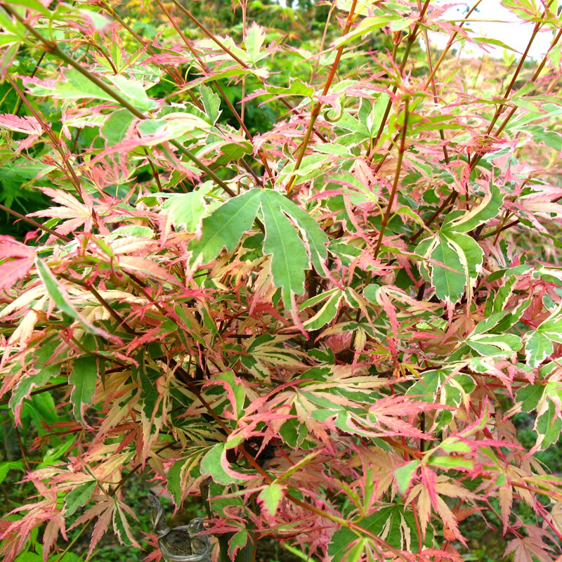 蝴蝶枫蝴蝶锦acer palmatum butterfly花叶彩叶枫树庭院阳台花镜