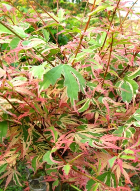 蝴蝶枫蝴蝶锦Acer palmatum Butterfly花叶彩叶枫树庭院阳台花镜