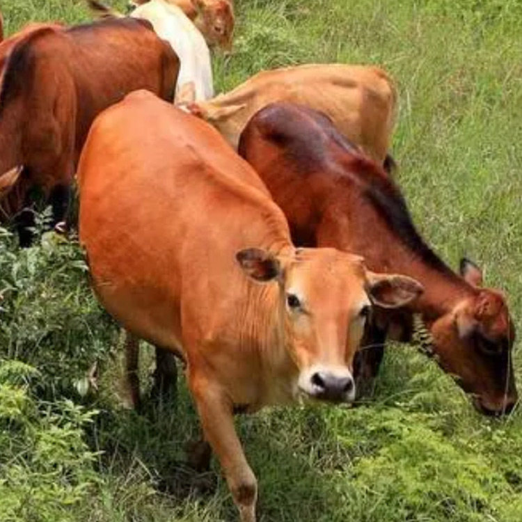 纯正土养2年黄牛肉5斤混搭 清香脆嫩不塞牙 无膻味新鲜不打水