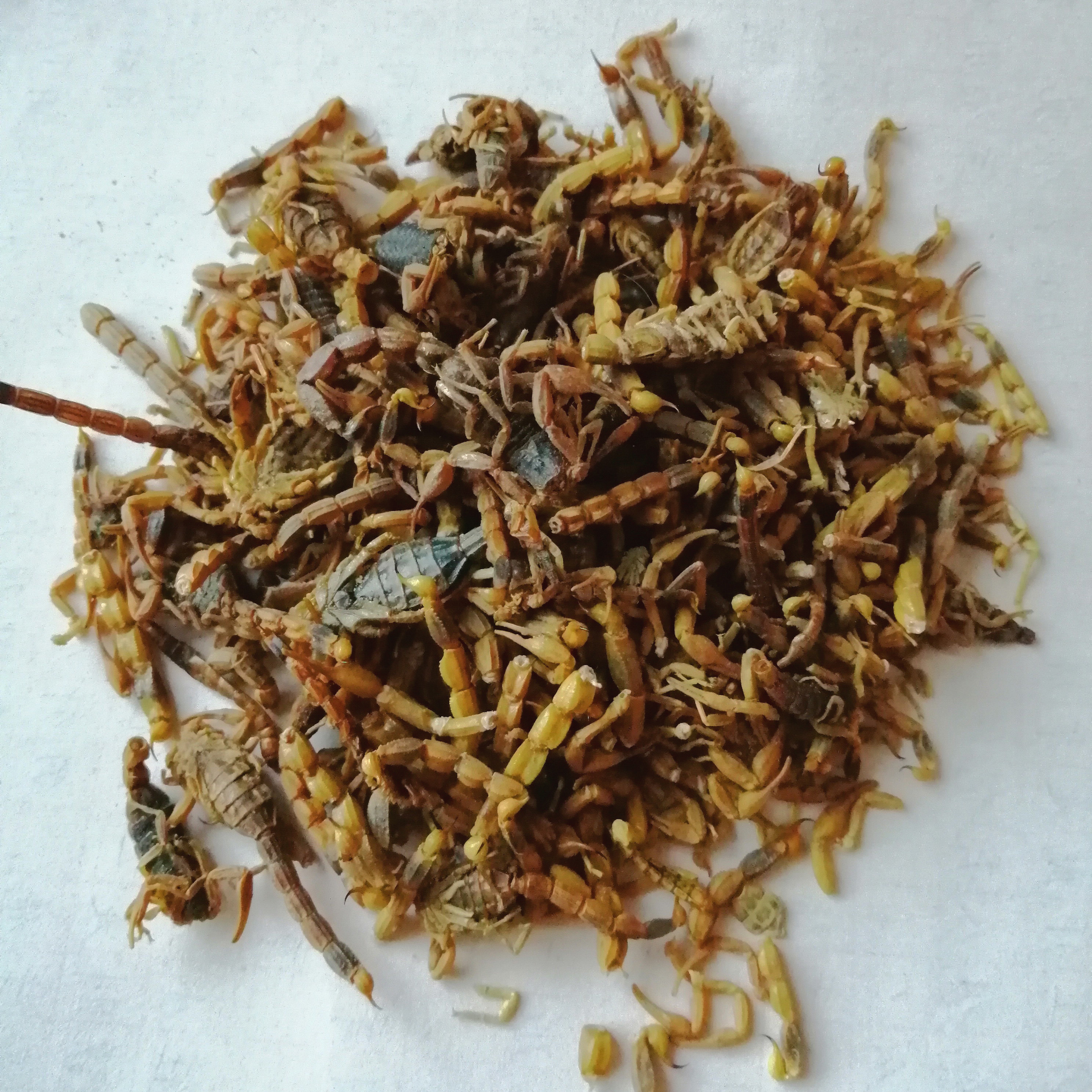 沂蒙全蝎，十足盐干碎全蝎100蝎类