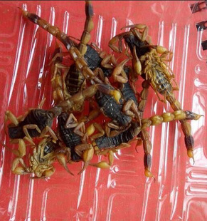 蒙山十足全蝎沂蒙全蝎泡酒煲汤清水