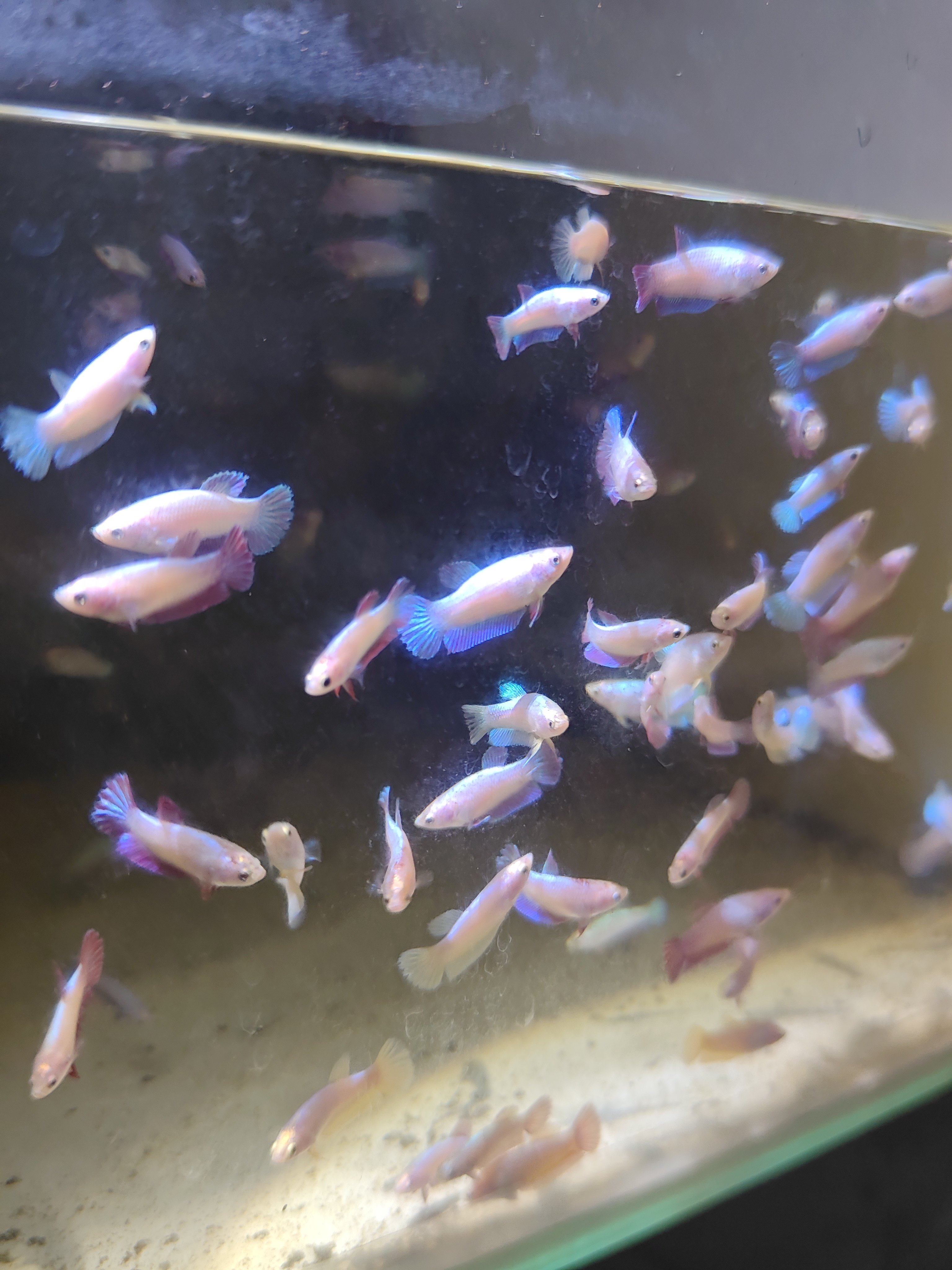 泰国斗鱼幻彩将军斗鱼苗粉金蓝金将军电光粉斗鱼苗