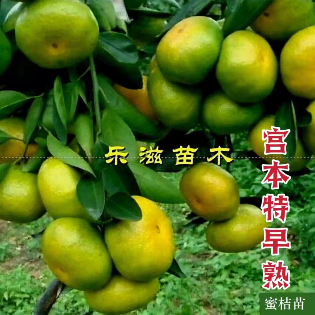 宫本特早熟蜜桔薄皮无籽果苗高产