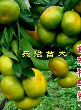 宫本特早熟蜜桔苗9月熟薄皮扁形无核桔青皮橘子高产湖南果苗直销