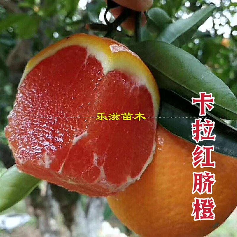 卡拉卡拉红肉橙中华湖南脐橙苗