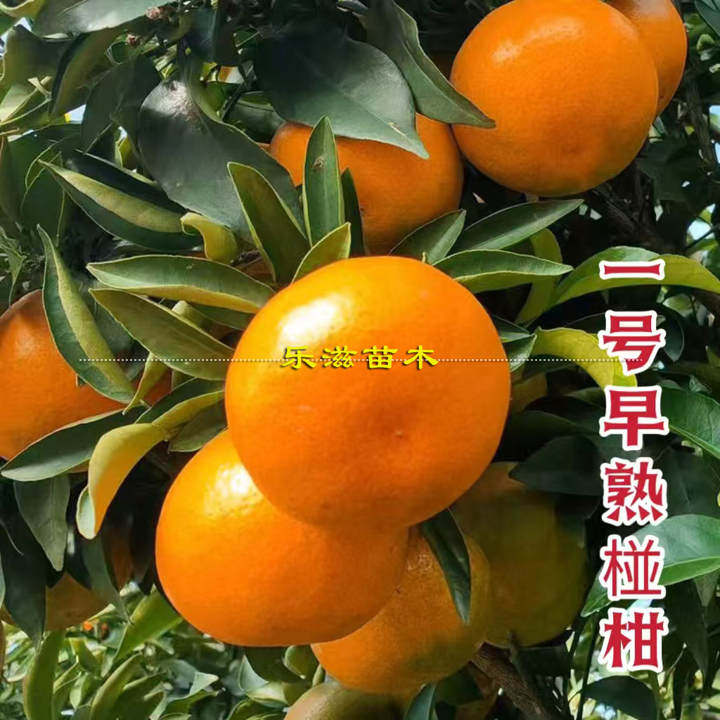 川津1号早熟椪柑苗新品种柑橘无核甜果肉紧实卡里佐枳橙砧木耐寒
