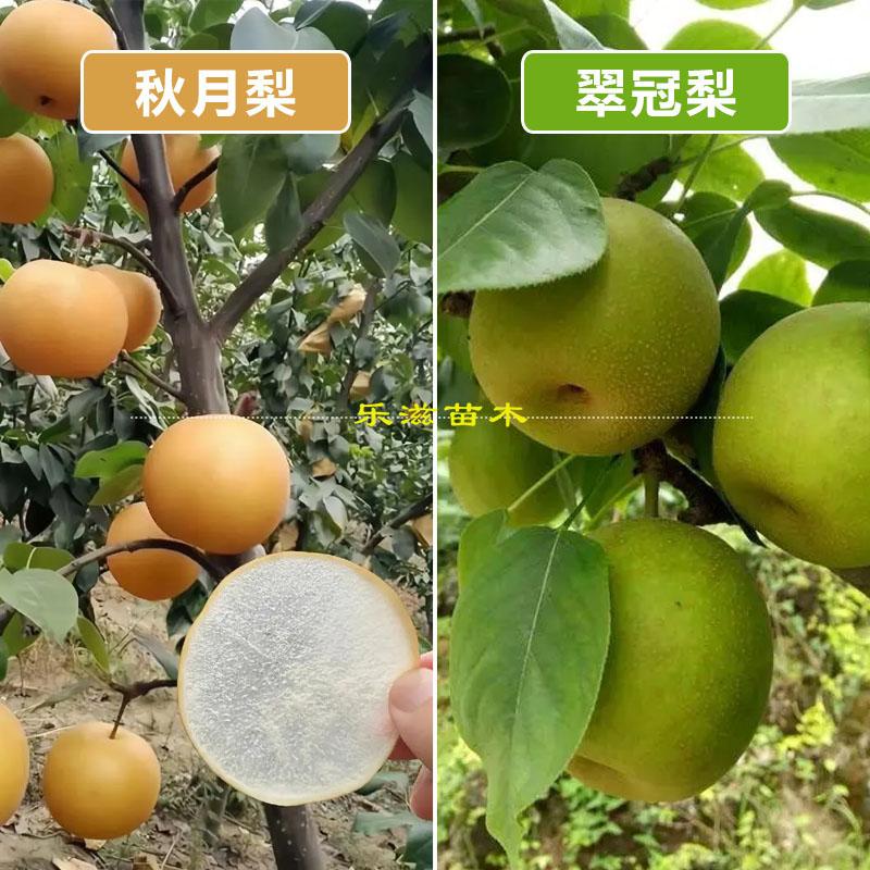 秋月梨树果苗嫁接脆甜