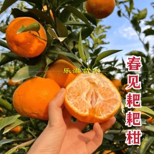 春见耙耙柑橘树苗卡里佐枳橙砧木个大汁水足易剥皮网红橘子