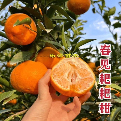 春见耙耙柑橘树苗卡里佐枳橙砧木个大汁水足易剥皮网红橘子