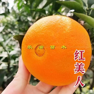 红美人橘苗爱媛28号果冻橙枳壳砧木爱媛38柑橘苗皮薄肉嫩基地直销