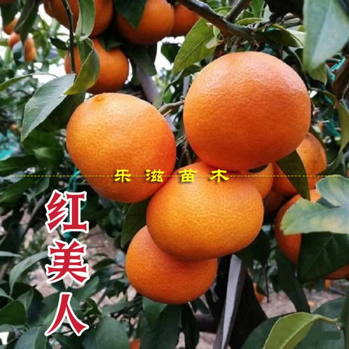 红美人橘苗爱媛28号果冻橙枳壳砧木爱媛38柑橘苗皮薄肉嫩基地直销