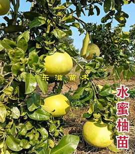 水蜜柚苗五福甜柚纯甜无酸汁水丰富白肉大果柚湖南果苗基地直销