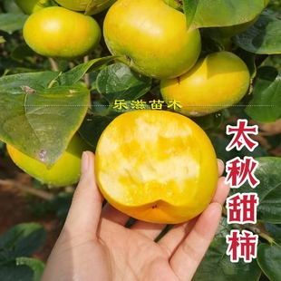 太秋甜柿苗雪峰山8号砧木高糖脆甜柿子树苗大果湖南果苗基地直销