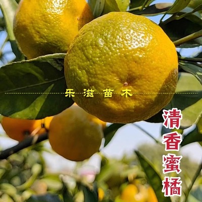 清香蜜橘树苗青皮巴西甜无酸