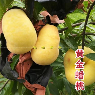 黄金蟠桃苗中蟠11号黄桃高品质南北方适宜桃树苗湖南果苗基地直销