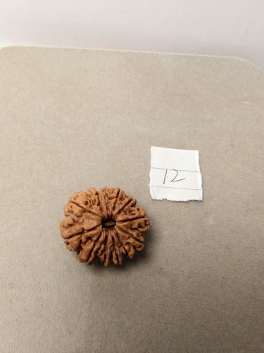 收藏精品单籽稀缺正宗尼泊尔十二瓣单颗超大金刚菩提多瓣金刚12瓣