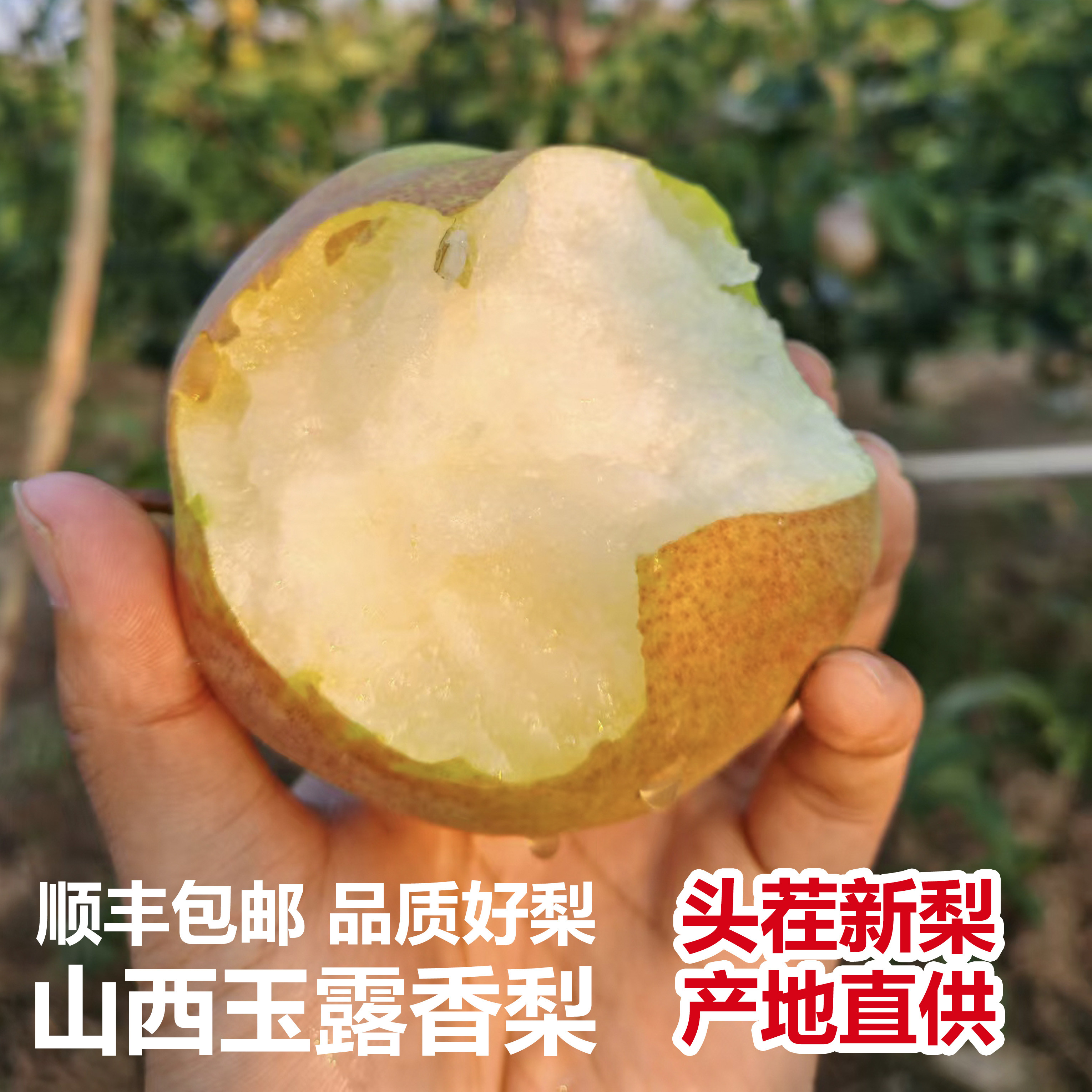 顺丰包邮山西正宗玉露香梨整箱新鲜应季水果爆汁脆甜梨子酥梨红梨