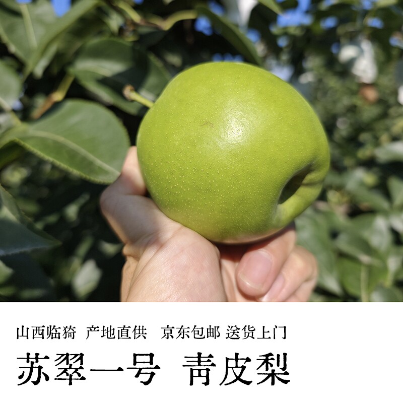 头茬新梨苏翠一号蜜梨