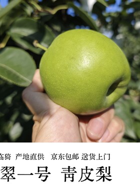 头茬新梨苏翠一号蜜梨