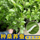 桑葚树苗盆栽室外阳台庭院结果植物南北方种植水果带叶养蚕桑绿植