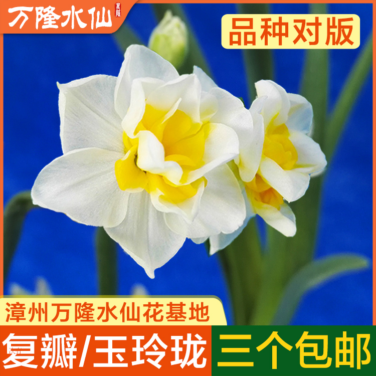 【复瓣 单个】漳州水仙花种球冬季耐寒花卉种子客厅桌面重瓣对版