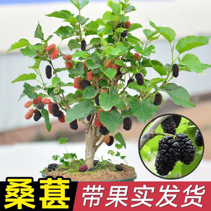 桑葚盆栽树苗结果四季桑树养蚕新鲜食用桑叶花卉绿植阳台果树大苗