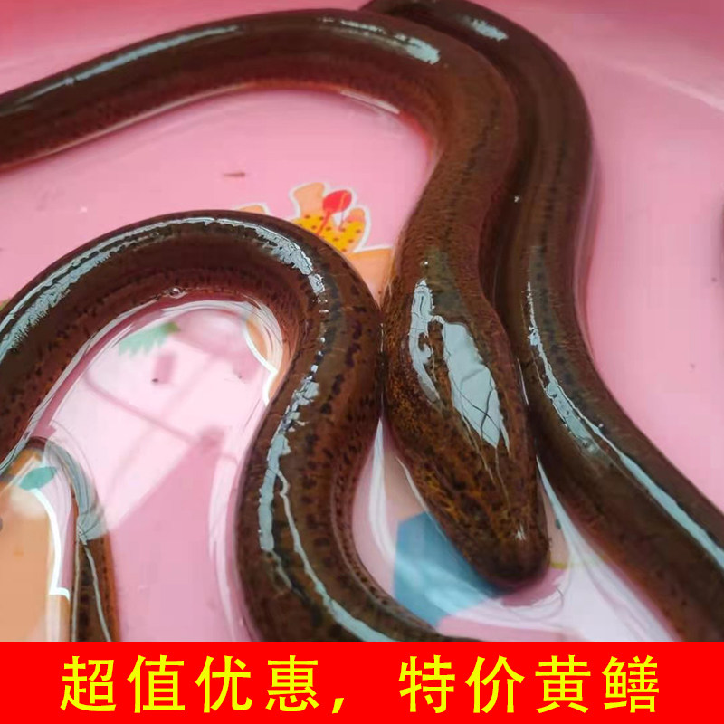 微山湖生态黄鳝1斤拍下现杀活黄鳝鲜活鳝鱼长鱼鳝片去内脏包包邮